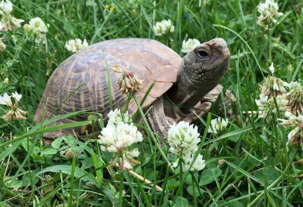 Schildkröte News 01
